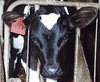 calf behind bars
