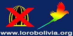 Loro Bolivia