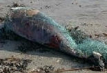 Dead dolphin in a fishing net