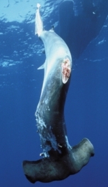 Hammerhead shark with fins cut off