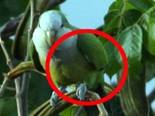 feather cut parakeets