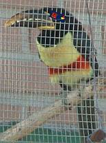Caged toucan