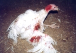 Injured Turkey