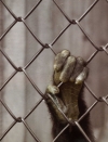 monkey's hand on fence